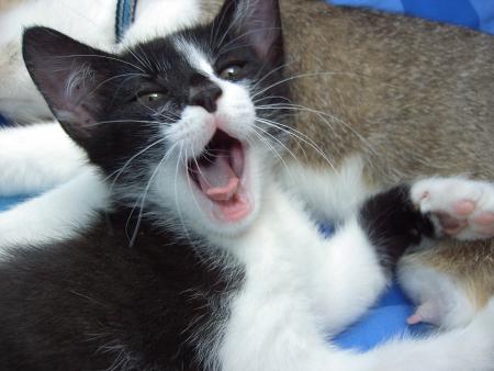 grosse fatigue?